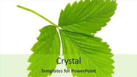  Presentation with strawberry - Beautiful PPT theme featuring strawberry leaf isolated on white backdrop and a yellow colored foreground