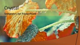  Presentation with leaf water drops fresh - Colorful presentation enhanced with leaf macro with dew drops backdrop and a yellow colored foreground