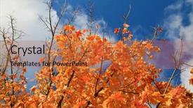  Presentation with maple leaf - Presentation theme consisting of leaf maple tree with gold background and a red colored foreground