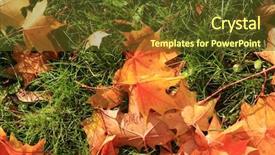  Presentation with maple leaf - Presentation with leaf maple tree with gold background and a tawny brown colored foreground