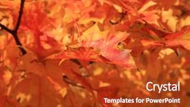  Presentation with maple leaf - Colorful presentation theme enhanced with leaf maple tree with gold backdrop and a crimson colored foreground