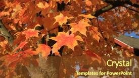  Presentation with maple leaf - Presentation theme with leaf maple tree with gold background and a tawny brown colored foreground