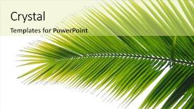  Presentation with green leaf - Slides enhanced with leaf more in my portfolio background and a  colored foreground