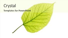  Presentation with plant - Audience pleasing slides consisting of leaf of a plant close backdrop and a blonde colored foreground