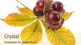  Presentation with white horse - Presentation having leaf of horse chestnuts tree background and a yellow colored foreground