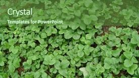  Presentation with ivy - Theme consisting of leaf of ivy background and a tawny brown colored foreground