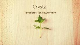  Presentation with wooden - Amazing PPT theme having leaf-of-lovage-on-wooden backdrop and a lemonade colored foreground