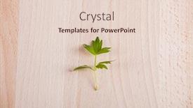  Presentation with wooden - Cool new presentation theme with leaf-of-lovage-on-wooden backdrop and a lemonade colored foreground