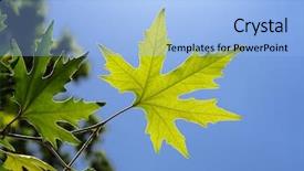  Presentation with maple leaf - Slide deck consisting of leaf of plane tree background and a light blue colored foreground