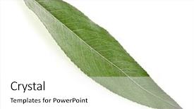  Presentation with green leaf - Presentation featuring leaf of silver weeping willow background and a white colored foreground