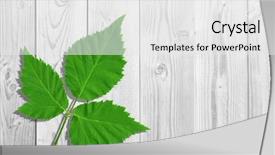  Presentation with designs - Presentation theme having leaf on a white wood background and a white colored foreground