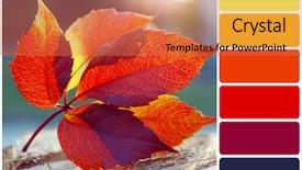  Presentation with beauty beautiful autumn in japanese - Theme enhanced with leaf on stump and palette background and a coral colored foreground