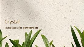  Presentation with wall - Amazing slide deck having leaf on white wall amaryllis backdrop and a  colored foreground