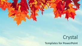  Presentation with autumn blue - Audience pleasing PPT theme consisting of leaf orange - colorful autumn leaves against blue backdrop and a cool aqua colored foreground