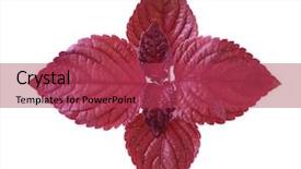  Presentation with red and white - Slides consisting of leaf purple - red perilla isolated on white background and a red colored foreground