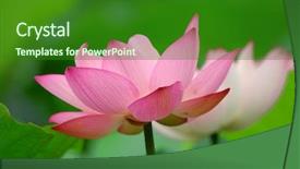  Presentation with blooming lotus flower of pink - Slide set having leaf reflection - blooming lotus flower over green background and a forest green colored foreground