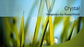  Presentation with dark blue gray - Theme having leaf reflection - fresh grass against blue sky background and a  colored foreground