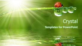  Presentation with purple morning fall - Audience pleasing PPT theme consisting of leaf reflection - fresh morning dew and ladybird backdrop and a tawny brown colored foreground