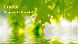  Presentation with water rain drop hanging on a fresh green leaf - Theme with leaf reflection - green leaves reflecting background and a  colored foreground