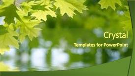  Presentation with water leaf - Amazing presentation theme having leaf reflection - green leaves reflecting backdrop and a tawny brown colored foreground