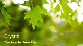  Presentation with green leaves - Cool new slide set with leaf reflection - green leaves reflecting backdrop and a tawny brown colored foreground