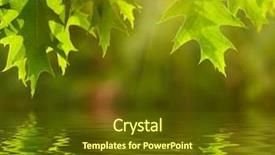  Presentation with green leaf water drops - Amazing slide deck having leaf reflection - green leaves reflecting backdrop and a tawny brown colored foreground