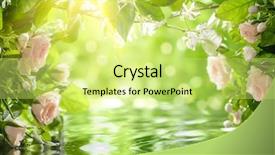  Presentation with pink roses - Presentation theme featuring leaf reflection - pink roses with leaves shallow background and a yellow colored foreground