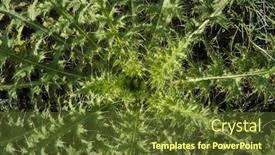  Presentation with thistle - Cool new PPT layouts with leaf rosette of a spear backdrop and a tawny brown colored foreground