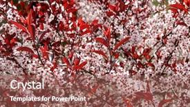 Presentation with purple spring - Audience pleasing PPT layouts consisting of leaf sand cherry burgundy red backdrop and a violet colored foreground