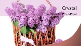  Presentation with flower beautiful lilac border - Audience pleasing PPT layouts consisting of leaf spring - beautiful lilac flowers in basket backdrop and a lilac colored foreground