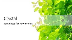  Presentation with green leaf - Amazing presentation design having leaf spring - fresh green leaves backdrop and a white colored foreground
