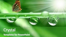  Presentation with pile of fresh cassava - PPT theme featuring leaf spring - fresh morning dew and butterfly background and a shamrock green colored foreground