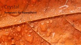  Presentation with water leaf - Slides with leaf texture with water drops background and a red colored foreground