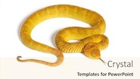  Presentation with tongue - PPT layouts having leaf-viper-with-its-tongue background and a blonde colored foreground