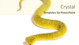 Presentation with tongue - Presentation theme with leaf-viper-with-its-tongue background and a blonde colored foreground