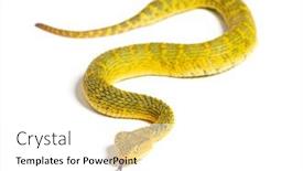  Presentation with tongue - Slides with leaf-viper-with-its-tongue background and a white colored foreground