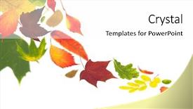  Presentation with autumn leaves - Beautiful slides featuring blowing leaf - autumn leaves fluttering backdrop and a white colored foreground