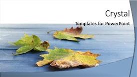  Presentation with autumn blue - Theme with maple leaves on blue wooden background and a white colored foreground