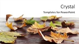  Presentation with maple - PPT layouts having maple leaves on a wooden background and a white colored foreground