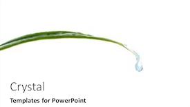  Presentation with drop - PPT theme with leaf-with-a-drop-isolation background and a  colored foreground