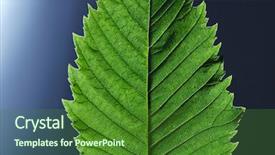  Presentation with green architecture natural marble - Theme enhanced with leaf with a natural vein background and a forest green colored foreground