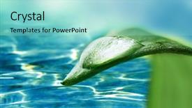  Presentation with water leaf - Beautiful theme featuring leaf with drop on water backdrop and a arctic colored foreground