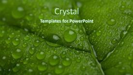  Presentation with water leaf - 