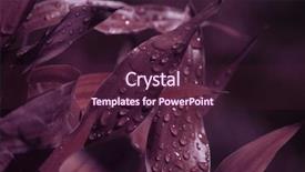  Presentation with soft drink cola bottle - PPT layouts with leaf with waterdrops in deep background and a wine colored foreground