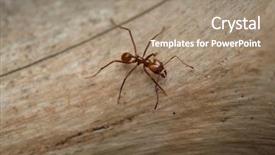  Presentation with ant - PPT theme consisting of leafcutter ant atta sexdens wildlife background and a coral colored foreground