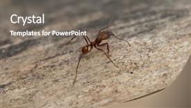  Presentation with ant - Slide deck consisting of leafcutter ant atta sexdens wildlife background and a gray colored foreground