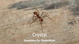  Presentation with ant - Theme enhanced with leafcutter ant atta sexdens wildlife background and a coral colored foreground