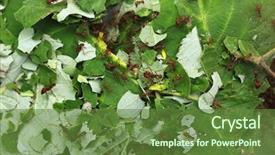  Presentation with ant - PPT theme with leafcutter ants atta sexdens wild background and a tawny brown colored foreground