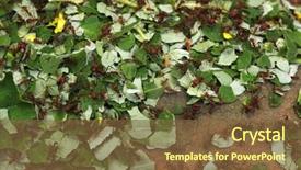  Presentation with ant - Presentation theme with leafcutter ants atta sexdens wild background and a tawny brown colored foreground