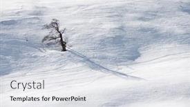  Presentation with tree - Slide deck enhanced with leafless-tree-in-the-pyrenees background and a light gray colored foreground